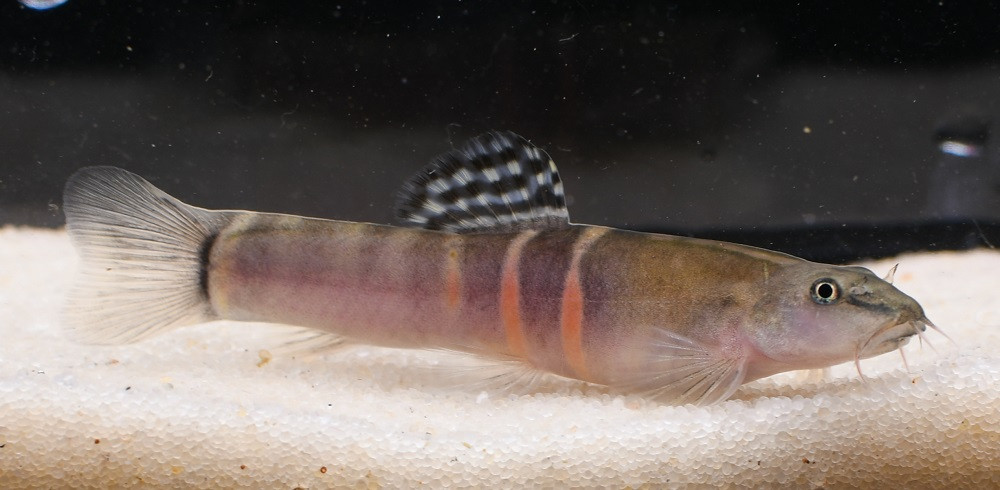 Black Kuhli Loach - TRiN's Tropical Fish