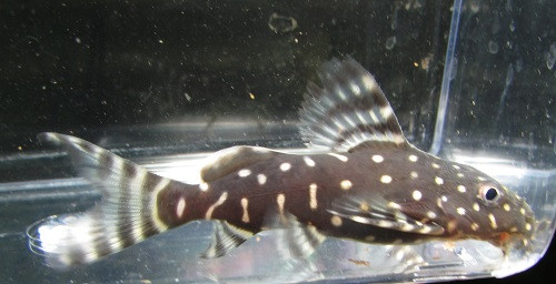 Freshwater Catfish For Sale