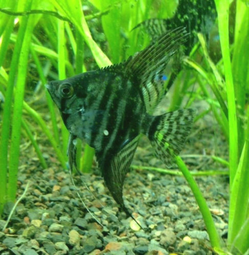 Black Zebra Lace Angelfish TRiN's Tropical Fish