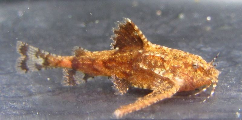 Stone catfish (Hara jerdoni)