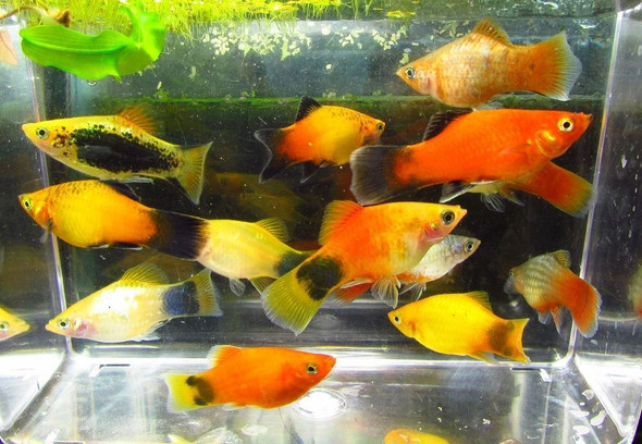 Assorted Colorful Platy