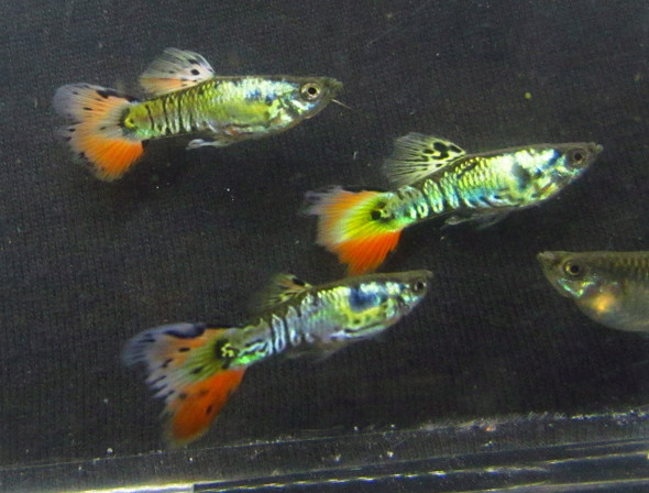 Male Tiger Guppy