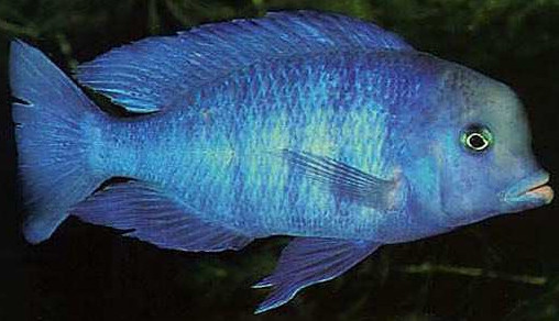 Blue Moorii Dolphin Cichlid