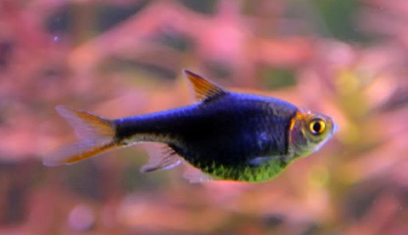 Purple/Black Harlequin Rasbora