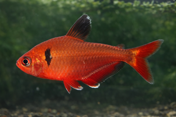 Serpae Tetra