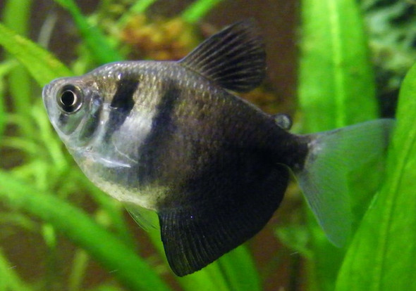 Black Skirt Tetra (Gymnocorymbus sp.)