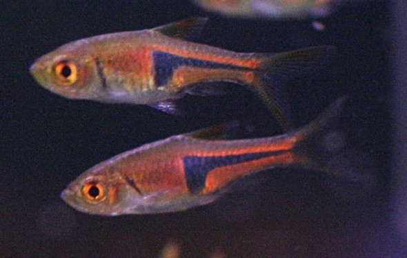 Espei Lambchop Rasbora