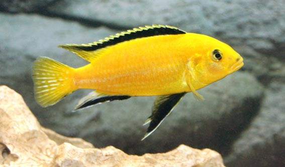 Electric Yellow Cichlid (Labidochromis caeruleus)