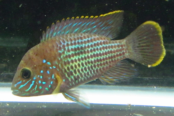 2" Green Terror Cichlid