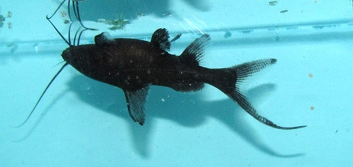 2"-3" Burmese Upside Down Catfish