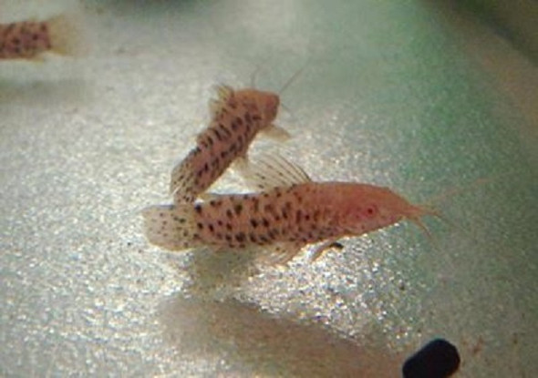 SMALL Albino Marbled Hoplo Catfish