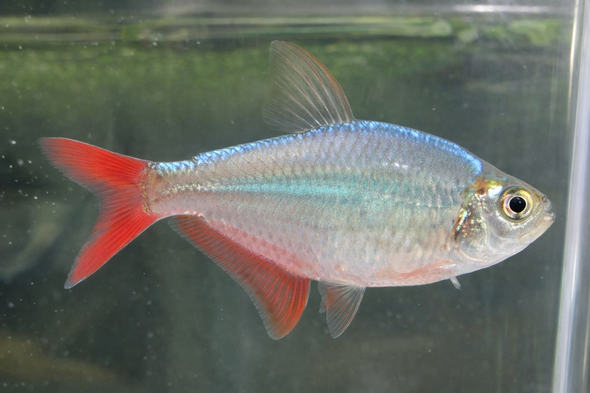 Red/Blue Colombian Tetra