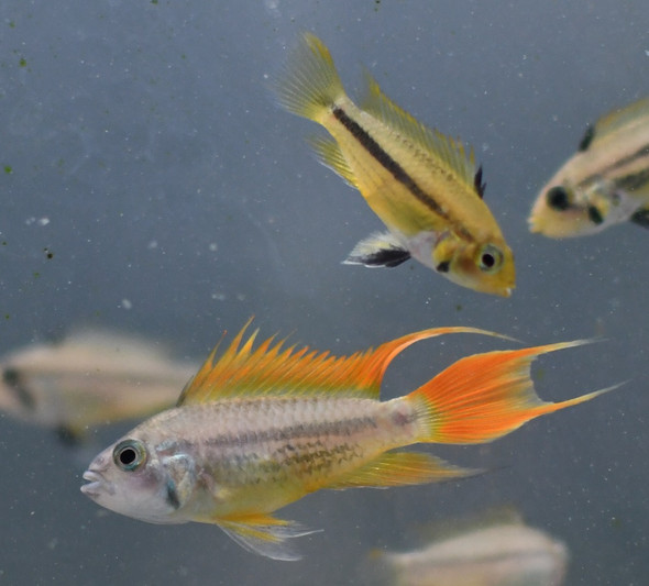 MALE Apistogramma Cacatuoides Orange MALE Apistogramma Cacatuoides Orange