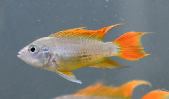 MALE Apistogramma Cacatuoides Orange MALE Apistogramma Cacatuoides Orange