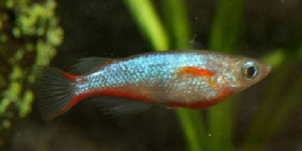 Oryzias Woworae Daisy's Ricefish