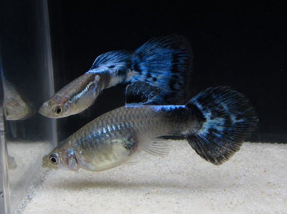 Blue Nebula Burst Guppy Male