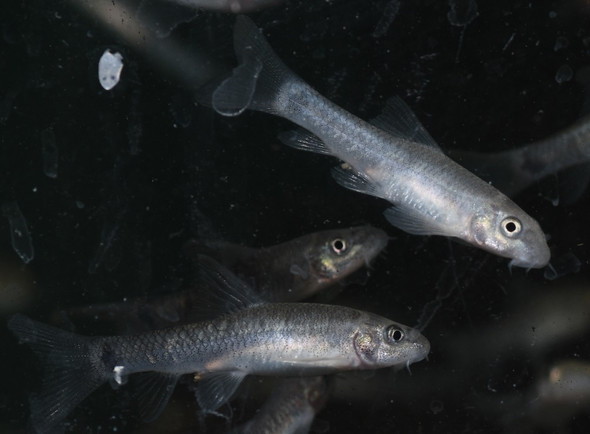 Garra Rufa Doctor Fish