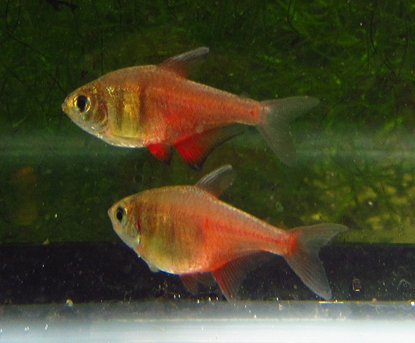 Von Rio Red Flame Tetra