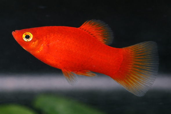 Red Platy