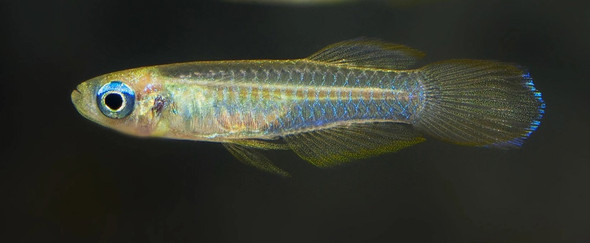 Norman's Lampeye Killifish