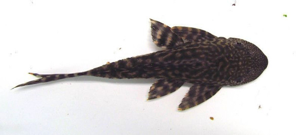 5" Common Pleco