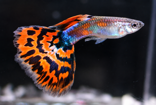 Red Mosaic Guppy Male