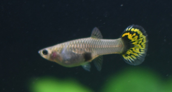 LARGE Female Yellow Leopard Tiger Guppy 