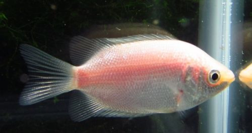 Pink Kissing Gourami
