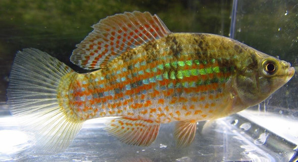 American Flagfish Killifish