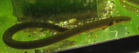 Ropefish