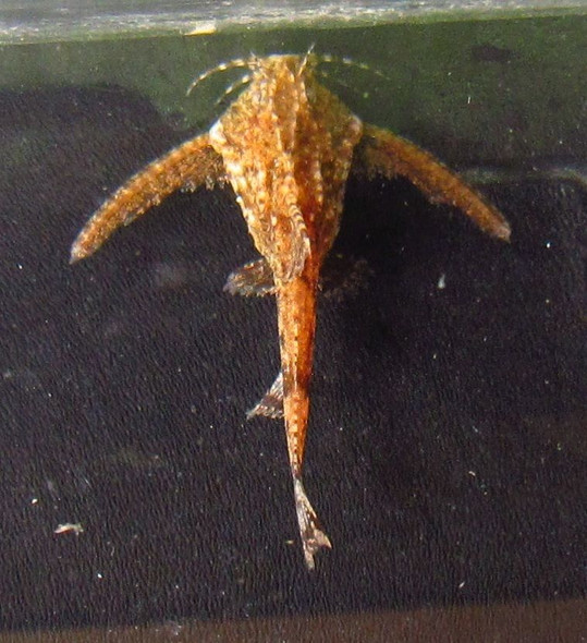 Dwarf Stone Anchor Mini Moth Catfish Hara jerdoni