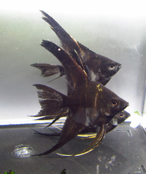 Black Marble Angelfish