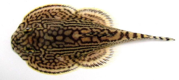 Tiger Hillstream Loach Sewellia lineolata