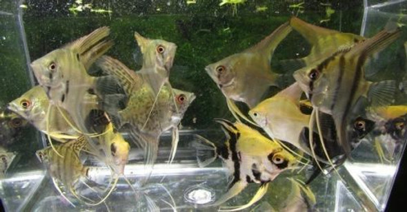 Assorted Color Angelfish Assorted Color Angelfish