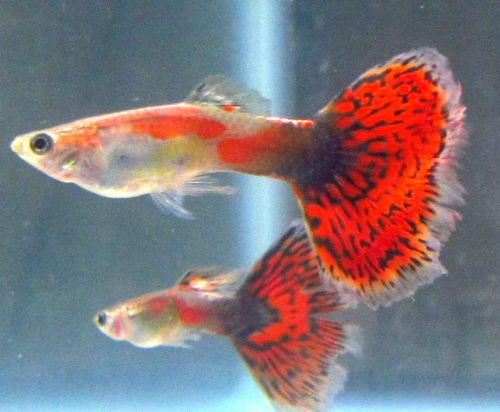 Red Dragon Male Guppy