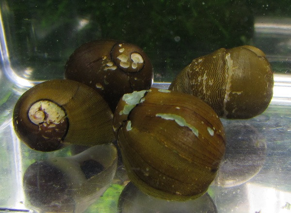 Olive Nerite Snail