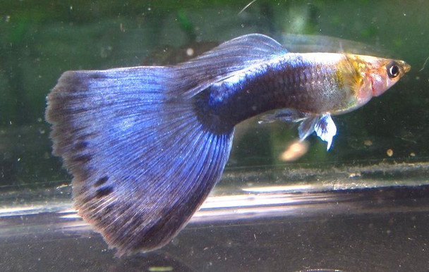 Pair Neon Blue Guppy