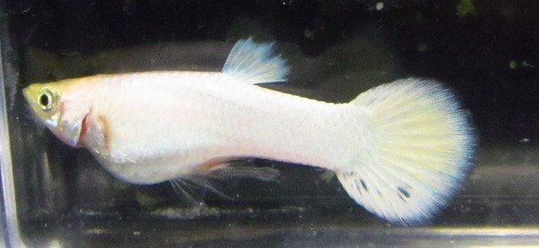 Platinum White Male Guppy