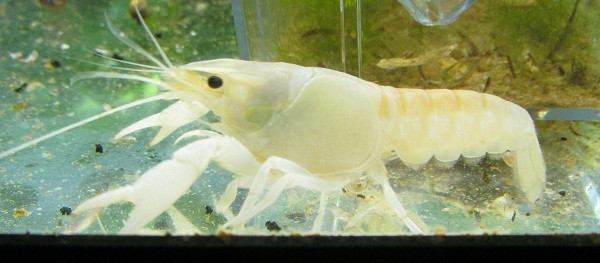 Snow White Crayfish