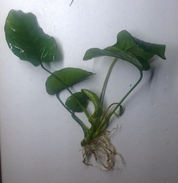 Anubias Barteri LARGE