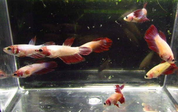 Pre-Order Assorted Color Female Bettas