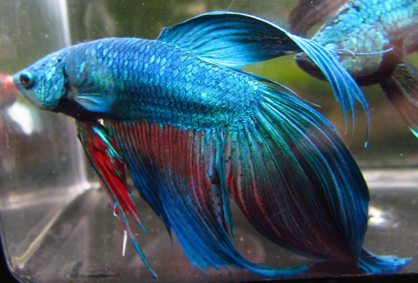 Assorted Color Male Bettas
