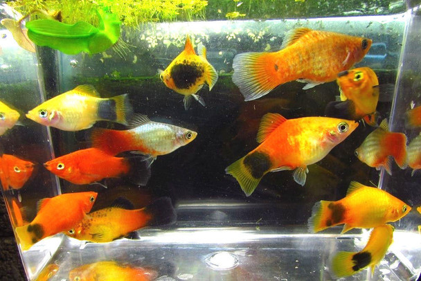 Assorted Colorful Platy