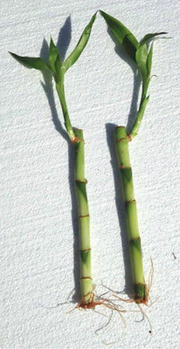 Lucky Bamboo Stalk Bog Plant