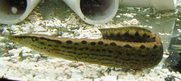  Black Spot Eel