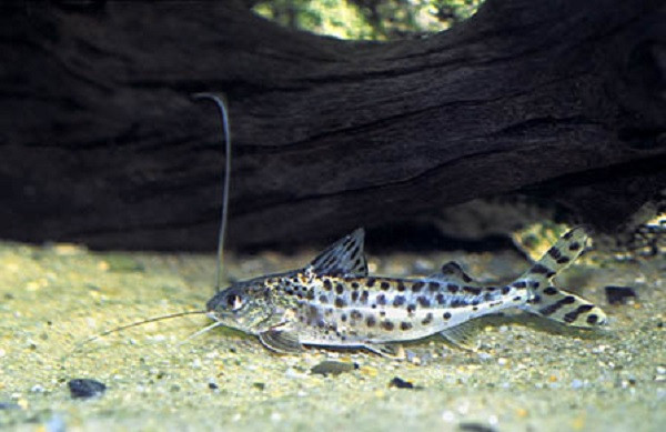 Spotted Pictus Catfish