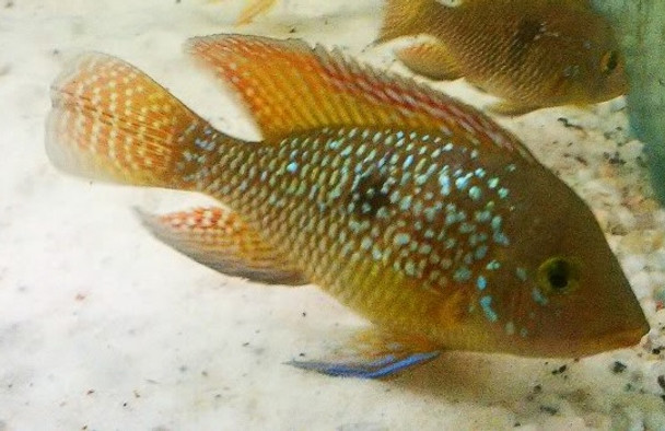 Geophagus Bahia Red