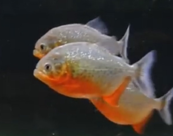 3"-4" Red Belly Piranha