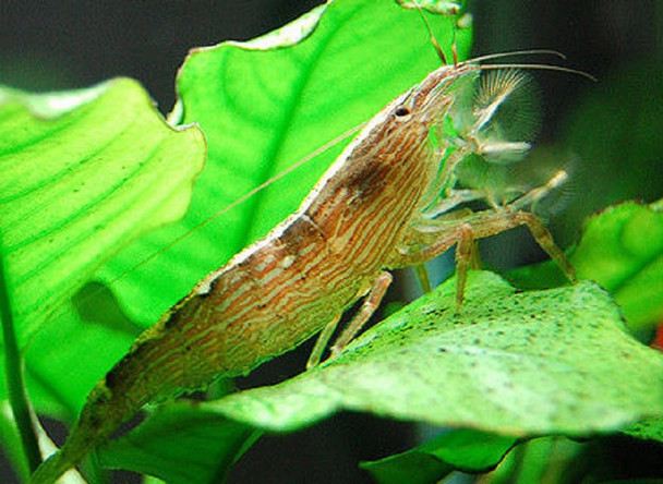 Bamboo Shrimp