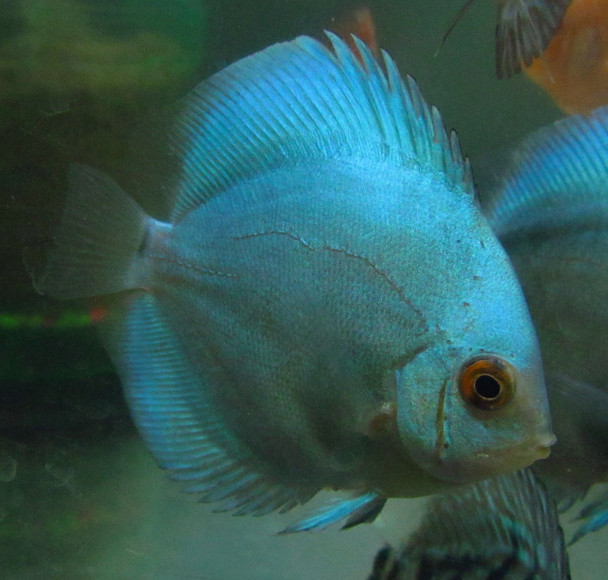 Blue Diamond Discus 